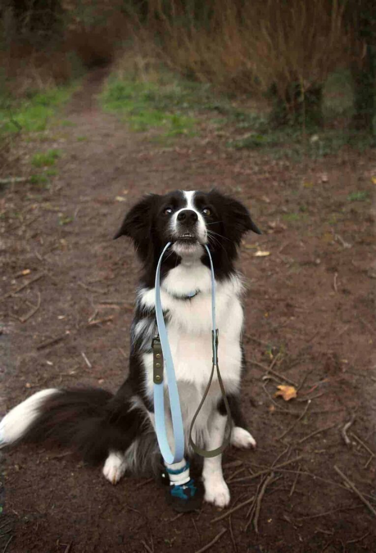 Black and white Border Collie sitting on a woodland path, wearing a blue BioThane lead.