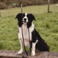 Black and white Border Collie sitting on a brick wall, holding a Super-Grip Waterproof Lead in black BioThane.