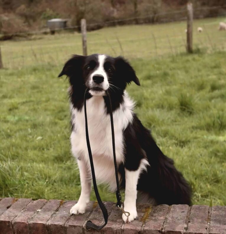 Black and white Border Collie sitting on a brick wall, holding a Super-Grip Waterproof Lead in black BioThane.