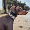 Chocolate Doberman wearing extra wide printed BioThane collar with floral design on beach