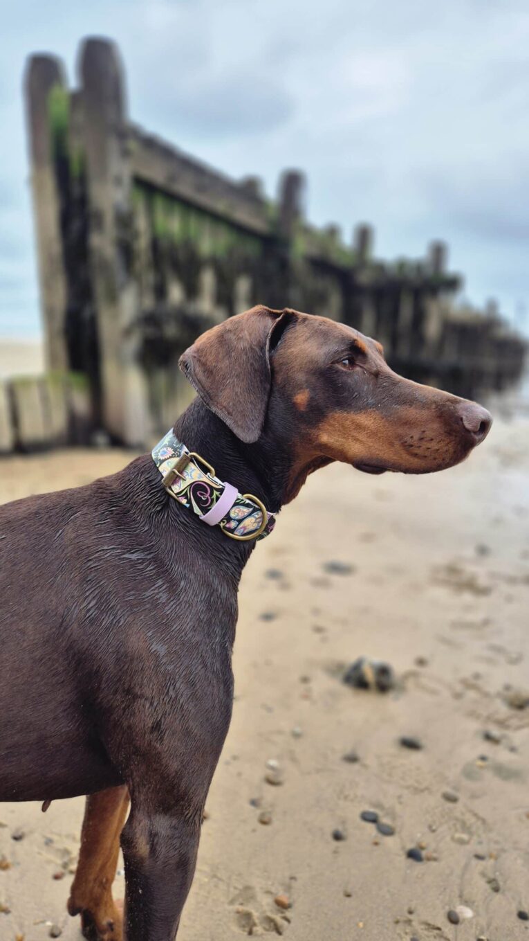 Chocolate Doberman wearing extra wide printed BioThane collar with floral design on beach