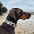 Chocolate Labrador wearing a floral printed extra wide waterproof BioThane collar on a beach