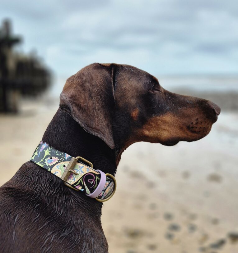 Chocolate Labrador wearing a floral printed extra wide waterproof BioThane collar on a beach