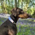 Black and tan Dobermann wearing a periwinkle blue martingale half check collar, positioned in a lavender field with trees behind.