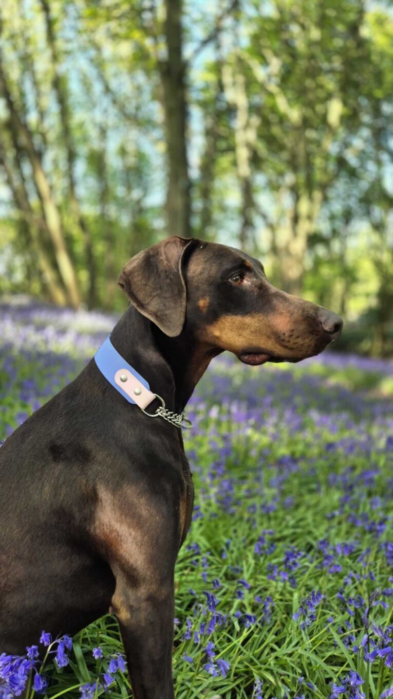Black and tan Dobermann wearing a periwinkle blue martingale half check collar, positioned in a lavender field with trees behind.