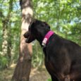 Black dog wearing a bright pink martingale half check collar, standing alert in a woodland setting with trees.