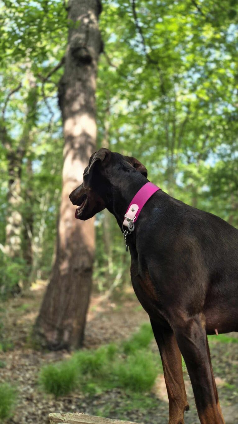 Black dog wearing a bright pink martingale half check collar, standing alert in a woodland setting with trees.