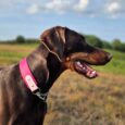 Chocolate Doberman wearing a bright pink BioThane martingale half check collar in a rural field setting.