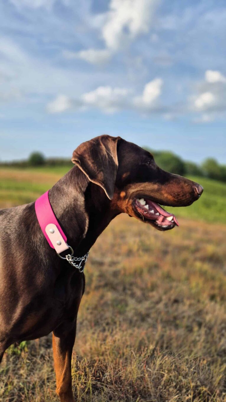 Chocolate Doberman wearing a bright pink BioThane martingale half check collar in a rural field setting.