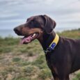 Doberman wearing yellow and blue martingale half check collar in open countryside setting.