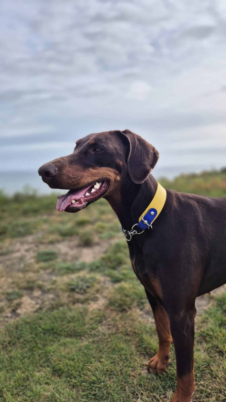 Doberman wearing yellow and blue martingale half check collar in open countryside setting.