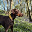 Chocolate Doberman wearing yellow martingale half check collar, standing in bluebell woodland.