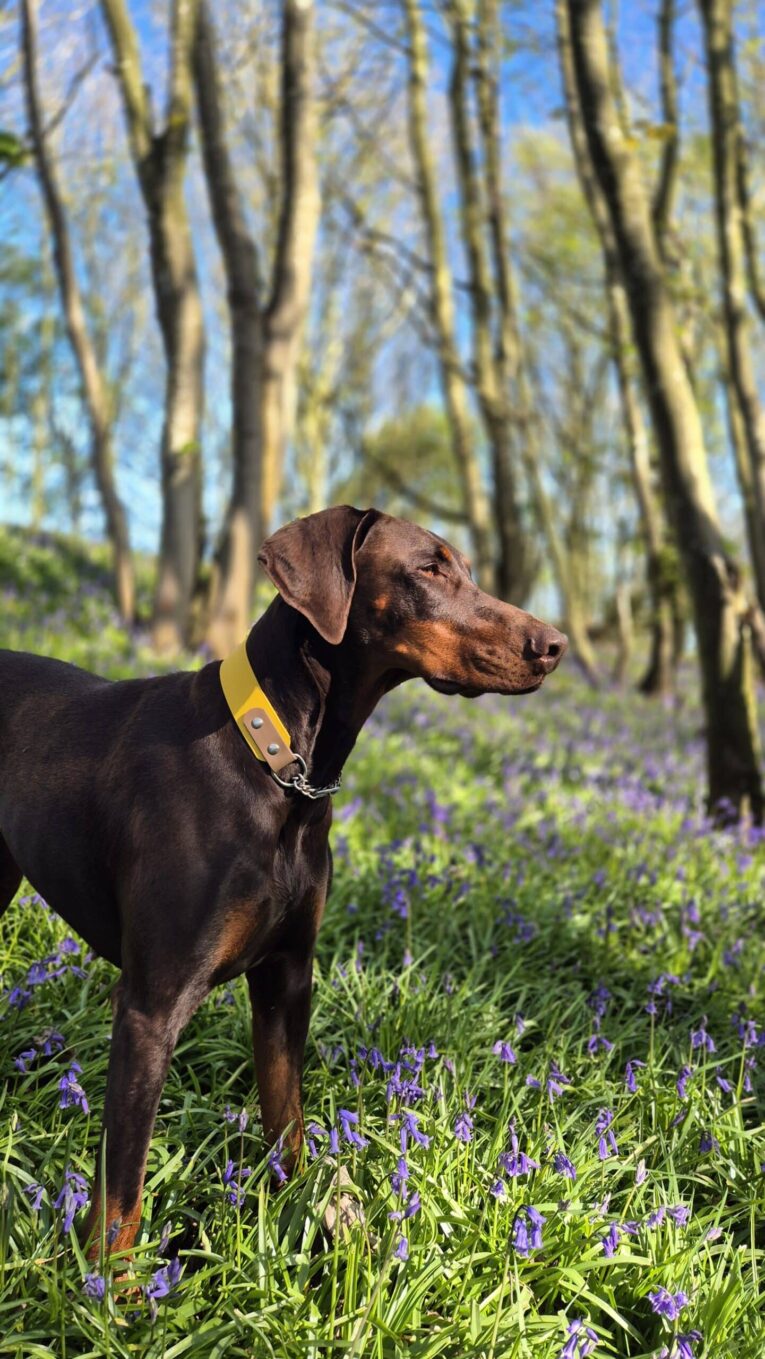 Chocolate Doberman wearing yellow martingale half check collar, standing in bluebell woodland.