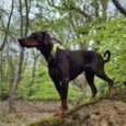 Black Dobermann wearing a yellow martingale half check collar, standing alert in a woodland setting.