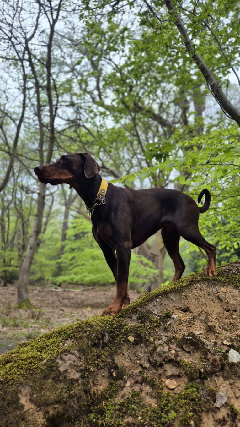 Black Dobermann wearing a yellow martingale half check collar, standing alert in a woodland setting.