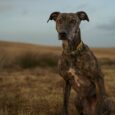 Dark brindle dog wearing a tapered hound collar with brass hardware, standing in an open moorland landscape.