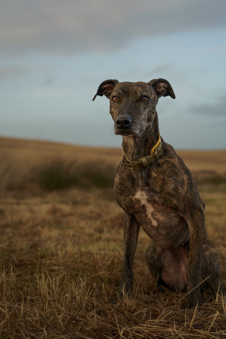 Dark brindle dog wearing a tapered hound collar with brass hardware, standing in an open moorland landscape.