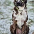 Black and white dog wearing a lime green figure-of-eight head collar, sitting on sandy ground.
