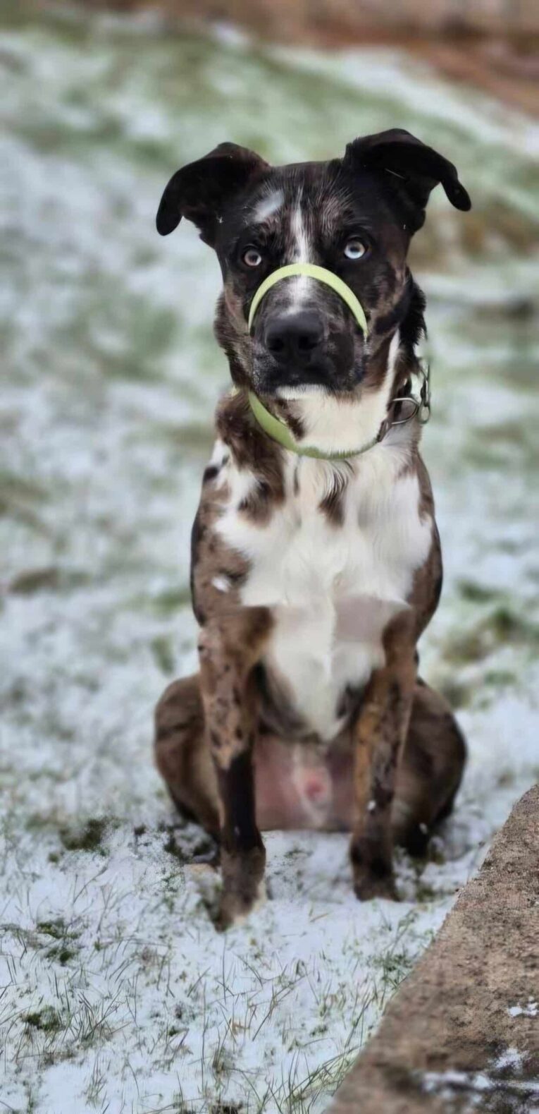 Black and white dog wearing a lime green figure-of-eight head collar, sitting on sandy ground.