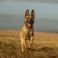 German Shepherd running towards camera wearing a custom tapered hound collar with turquoise hardware across open countryside.