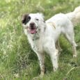 Happy white and brown dog wearing a figure of eight head collar on grass, demonstrating gentle guidance and control for loose lead walking.