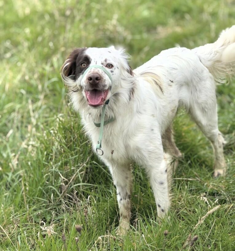 Happy white and brown dog wearing a figure of eight head collar on grass, demonstrating gentle guidance and control for loose lead walking.