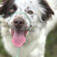 Happy dog wearing a green figure of eight head collar with pink tongue out, outdoor setting.