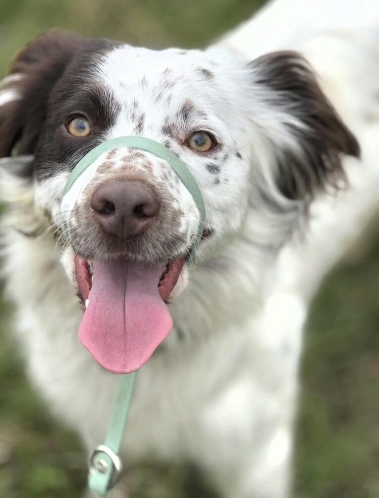 Happy dog wearing a green figure of eight head collar with pink tongue out, outdoor setting.