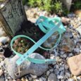 Turquoise polka dot double-ended lead with brass clasps draped over garden stones and moss.