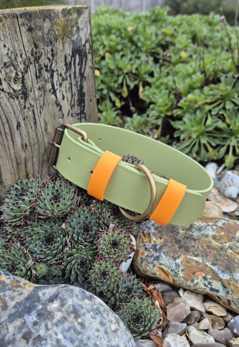 Green extra wide BioThane collar with orange retention straps and brass hardware, displayed in a garden setting.