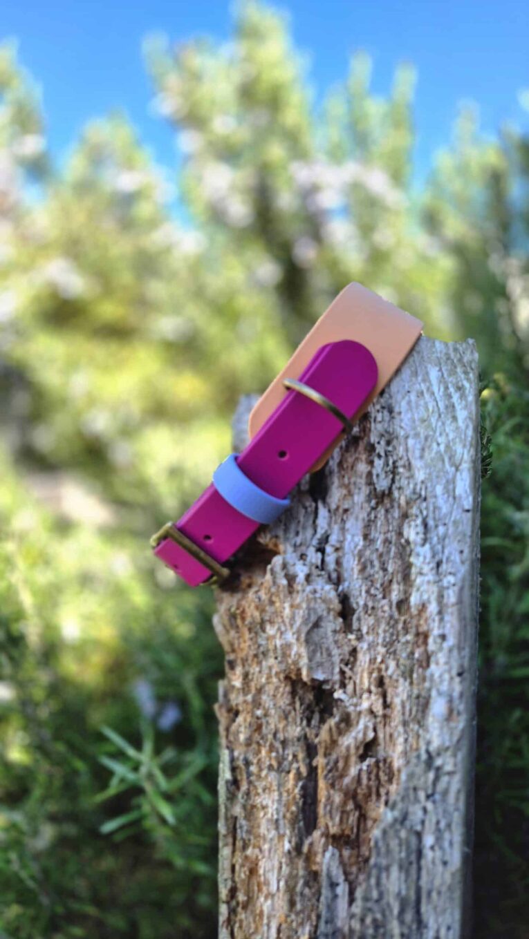 Vibrant magenta and blue custom tapered hound collar displayed on weathered wood post outdoors.