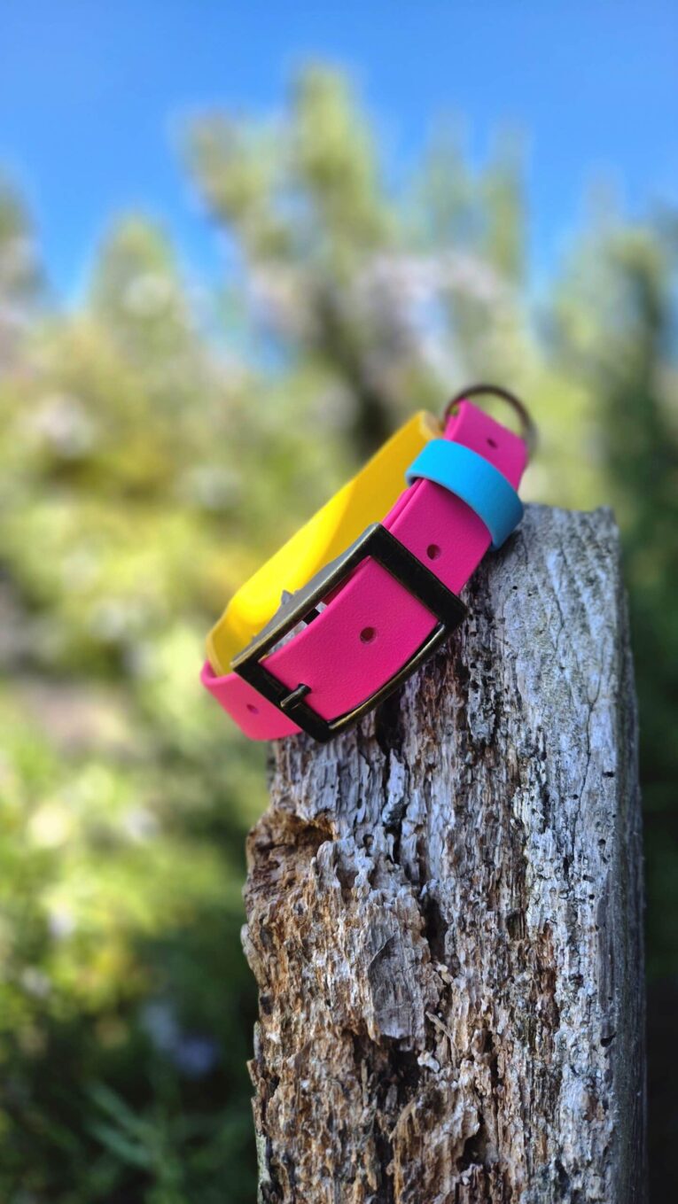 Colourful tapered hound collar in pink, blue and yellow displayed on weathered wood against blurred garden backdrop.