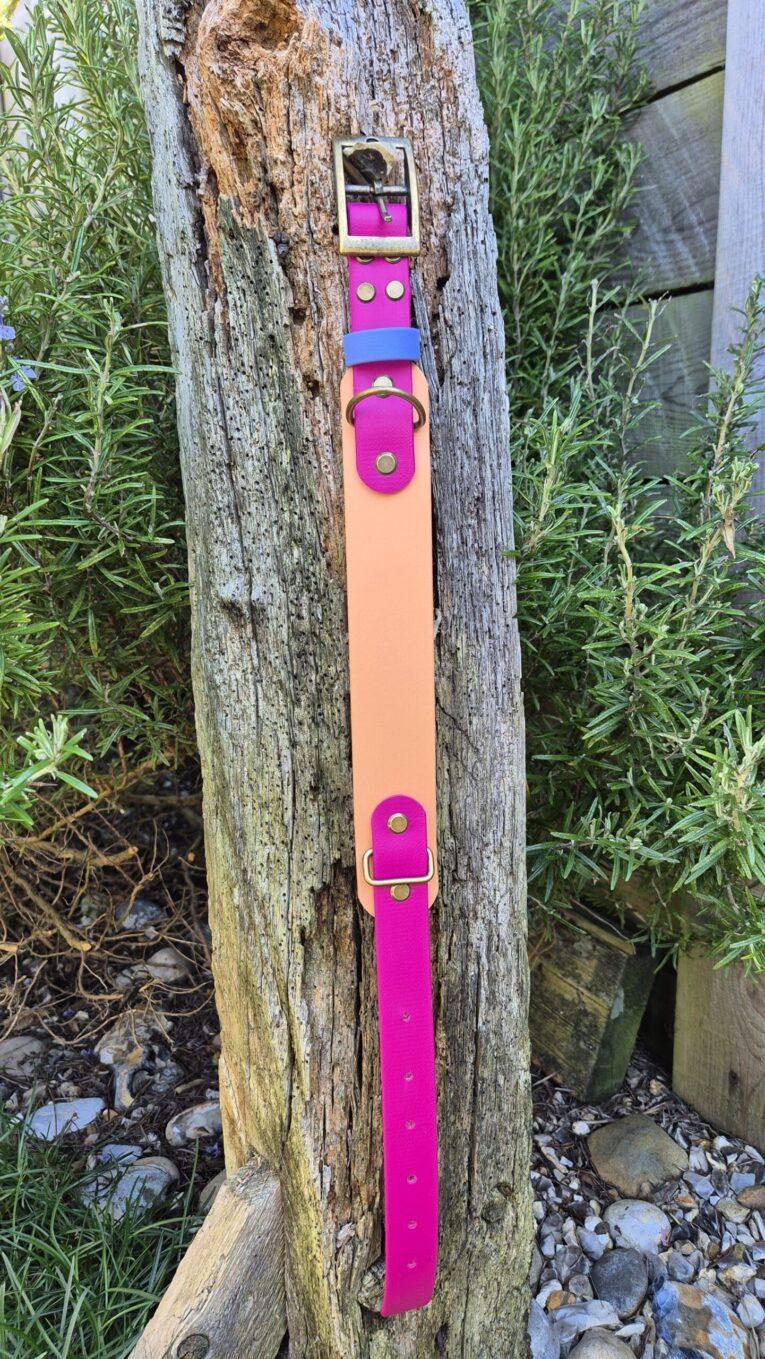 Vibrant custom tapered hound collar in peach and magenta BioThane with brass hardware, displayed on weathered wood.
