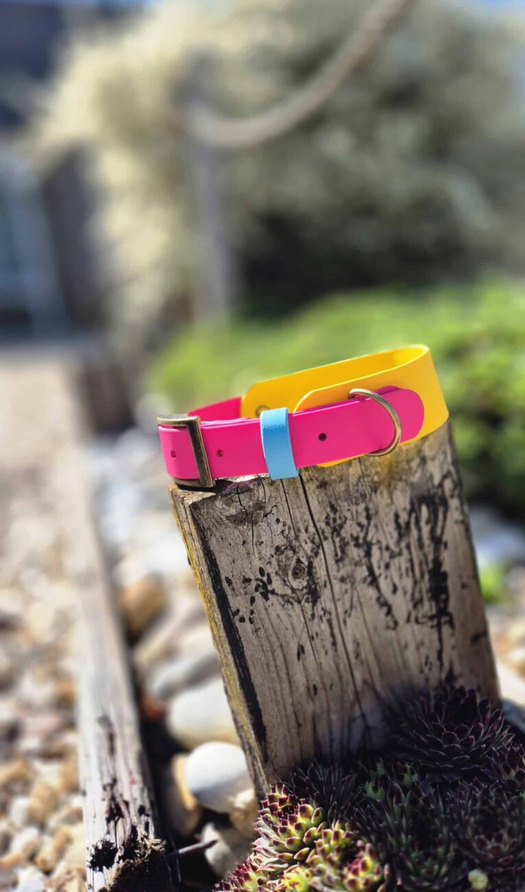 Bright pink and yellow tapered hound collar with light blue nameplate detail, displayed on weathered wood.