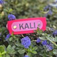 Personalised pink BioThane hound collar with brass nameplate reading 'KALI' displayed among purple flowering plants.