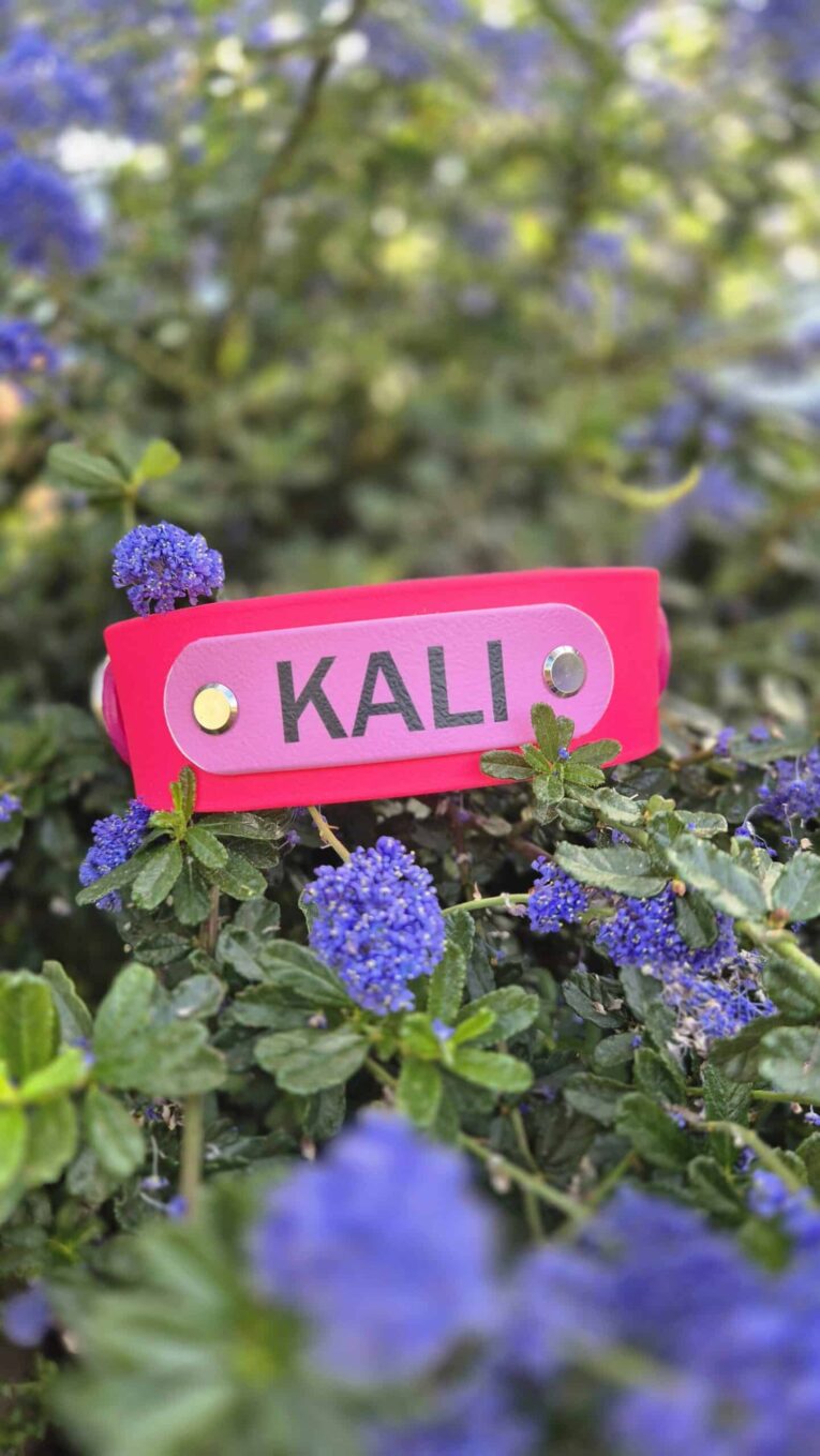 Personalised pink BioThane hound collar with brass nameplate reading 'KALI' displayed among purple flowering plants.