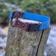 Bright blue quick-snap bungee collar with burgundy BioThane detail and antique brass hardware on weathered wood.