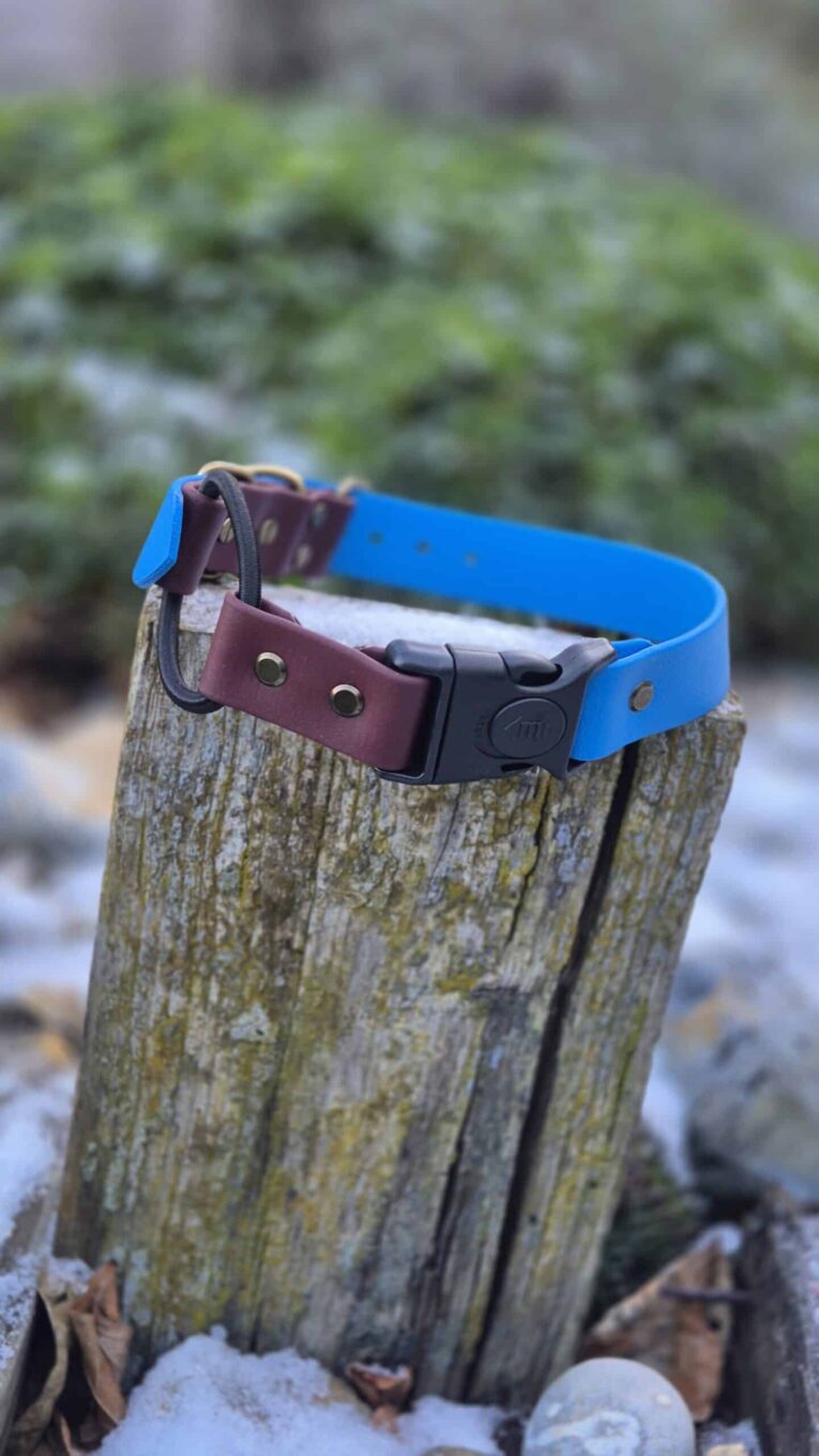 Bright blue quick-snap bungee collar with burgundy BioThane detail and antique brass hardware on weathered wood.