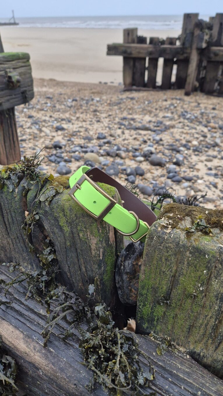 Bright green waterproof double layered dog collar draped on moss-covered wooden post at coastal beach setting.