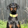 Black and tan Dobermann wearing a wide yellow BioThane collar with pink accents and brass hardware, posed in woodland setting.