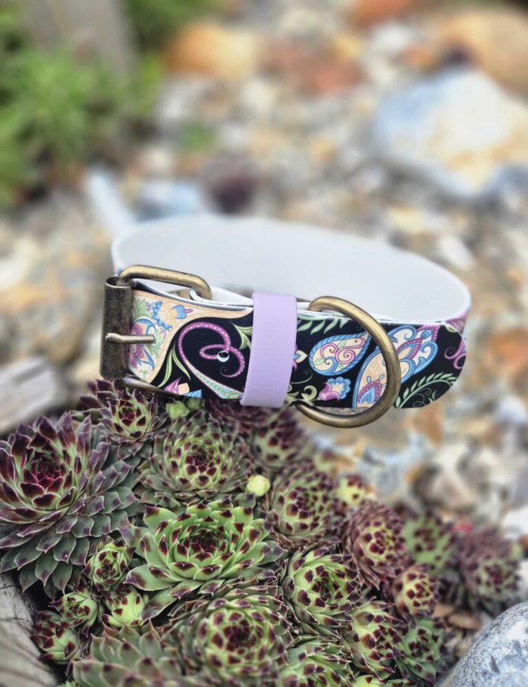 Extra wide printed BioThane collar in vibrant floral pattern with purple binding and antique brass hardware, displayed on succulent plant.