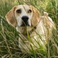Tan and white hound dog wearing a printed tapered waterproof BioThane collar, sitting in tall grass.