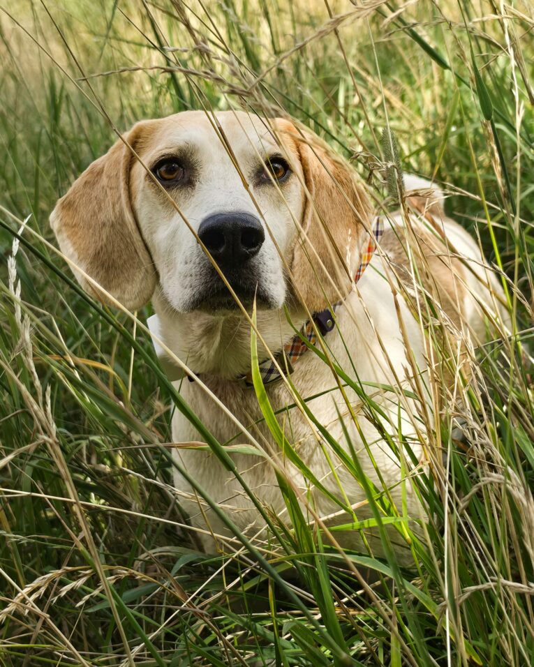 Tan and white hound dog wearing a printed tapered waterproof BioThane collar, sitting in tall grass.