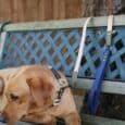 Golden Labrador wearing Aubreys x Lutchfords navy and beige paracord collar, seated on wooden bench with matching lead.