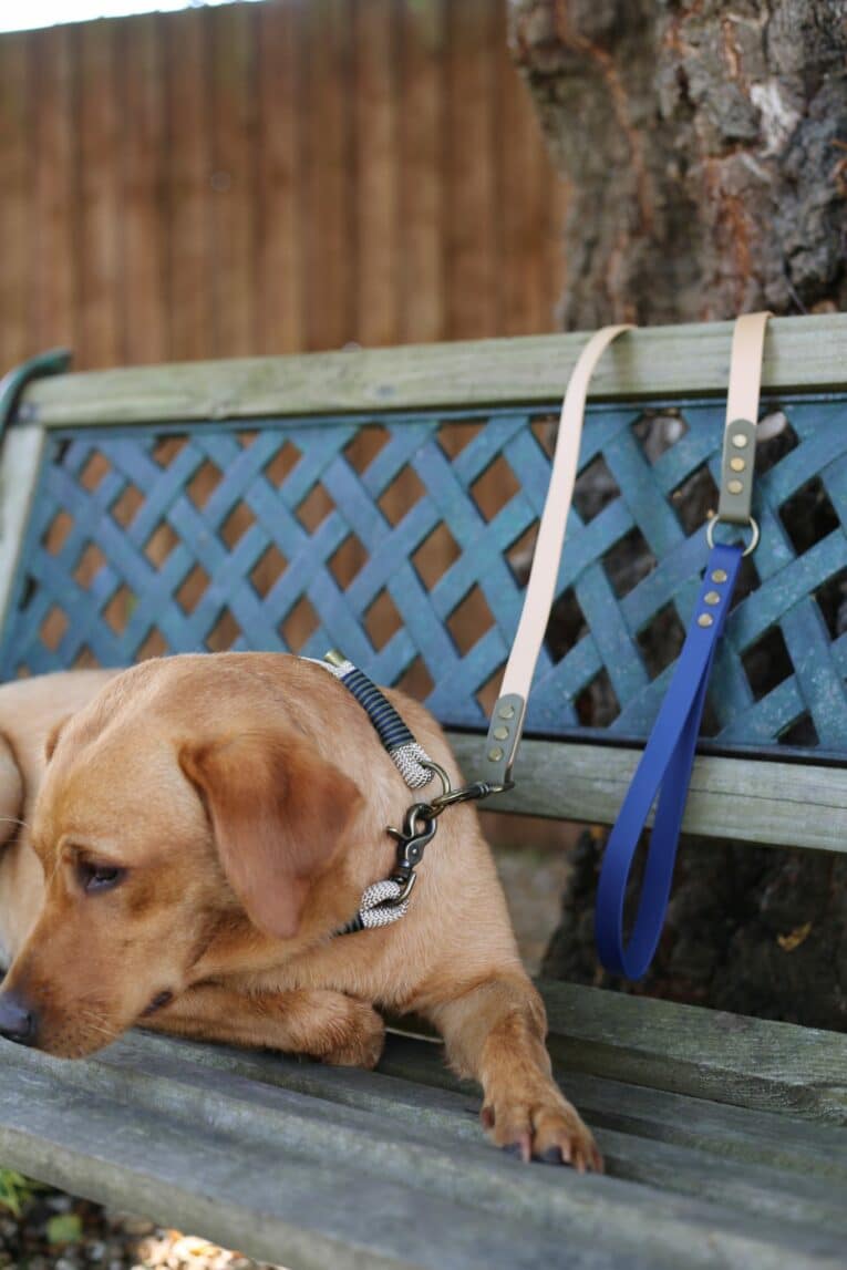 Golden Labrador wearing Aubreys x Lutchfords navy and beige paracord collar, seated on wooden bench with matching lead.