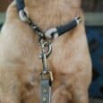 Beige dog wearing navy and cream paracord collar with antique brass hardware and matching BioThane lead.