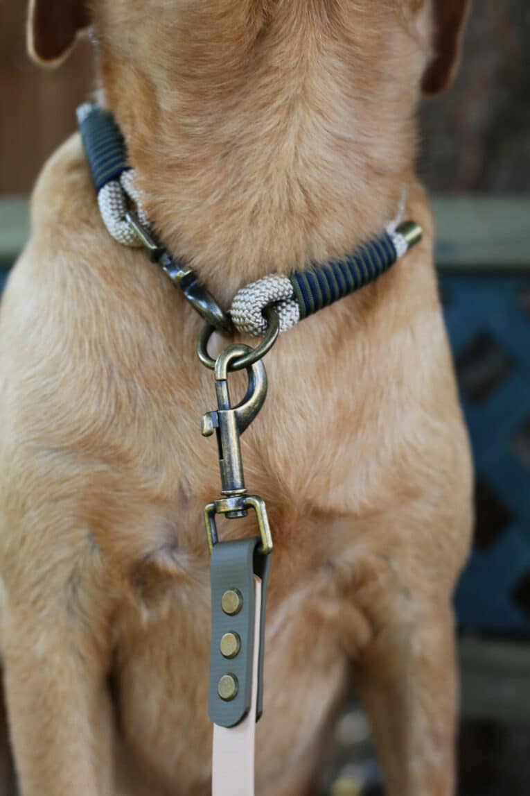 Beige dog wearing navy and cream paracord collar with antique brass hardware and matching BioThane lead.