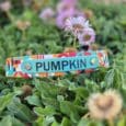 Colourful BioThane nameplate engraved with 'PUMPKIN' attached to a dog collar amongst flowers.