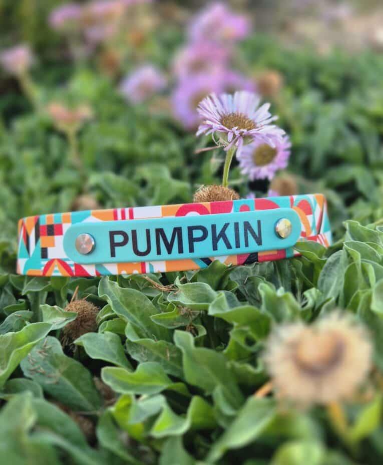 Colourful BioThane nameplate engraved with 'PUMPKIN' attached to a dog collar amongst flowers.