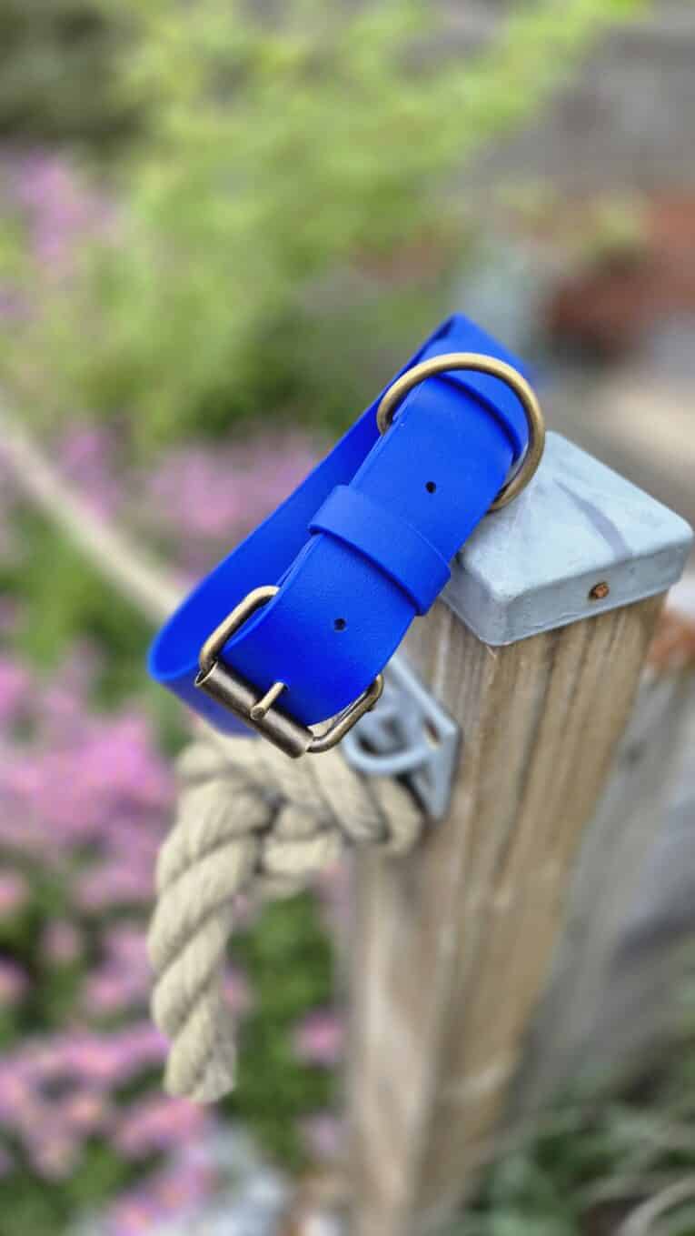 Bright blue extra wide BioThane collar with antique brass hardware, displayed on a wooden post in a garden setting.